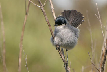 Biological Resources