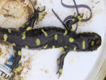 Biological Trapping Activities Naval Weapons Station Seal Beach