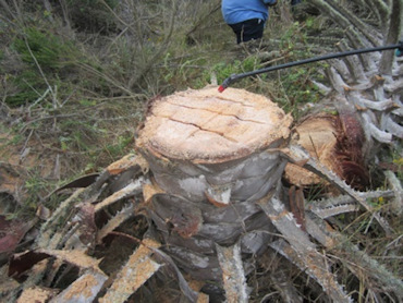 Invasive Species Management Program Execution for Naval Base Ventura County San Nicolas Island