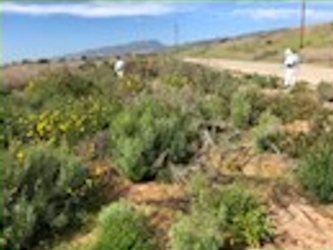 Herbicide treatments on non-native invasive species