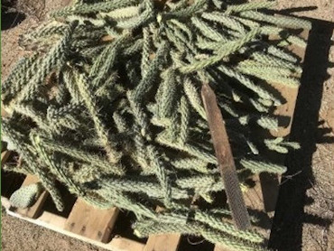Salvaged cholla segments left to callus in preparation for planting. Invasive Plant Control and Revegetation, Remote Training Site