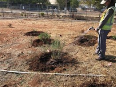 Hand watering plants, Vernal Pool Mitigation, Marine Corps Air Station Miramar