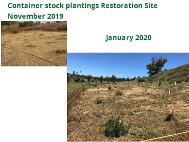 Container stock plantings Restoration Site, Vegetation Management Plan Implementation and Invasive Weed Control at Mission Gorge Recreational Facility