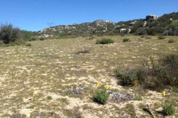 Habitat Enhancement Quino Checkerspot Butterfly, Camp Michael Monsoor