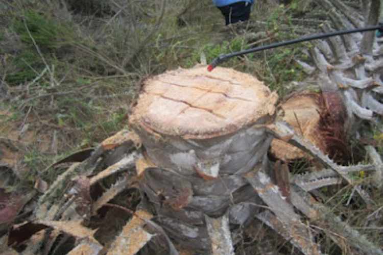 Invasive Species Management Program Execution for Naval Base Ventura County San Nicolas Island