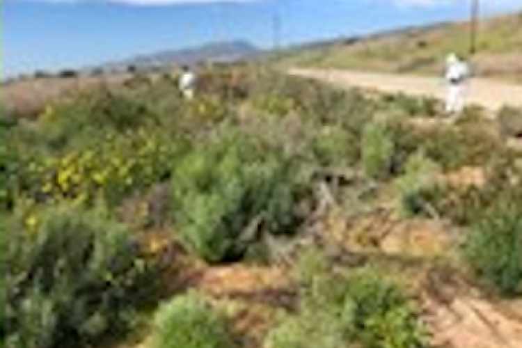 Herbicide treatments on non-native invasive species