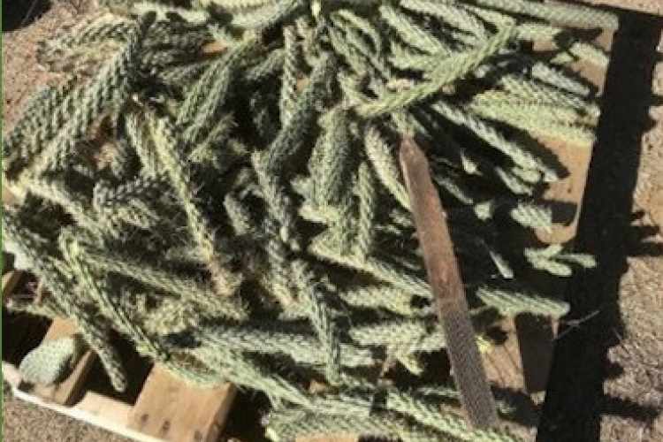 Salvaged cholla segments left to callus in preparation for planting. Invasive Plant Control and Revegetation, Remote Training Site