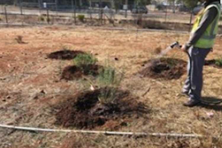 Hand watering plants, Vernal Pool Mitigation, Marine Corps Air Station Miramar